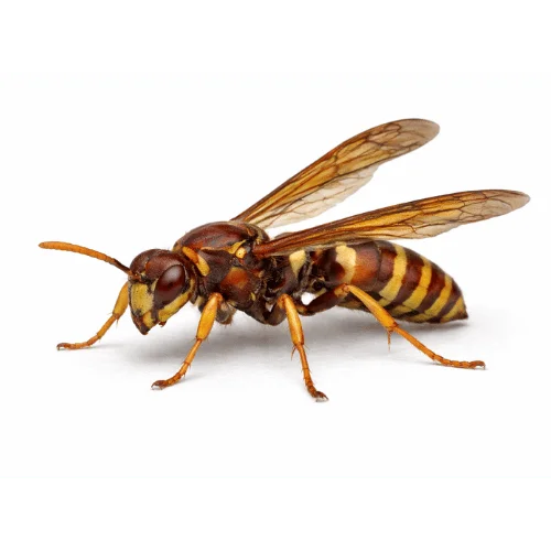 Australian paper wasp pest found in Queensland homes and buildings