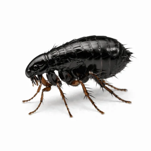 Bird flea pest found in Queensland bird nests and roof spaces