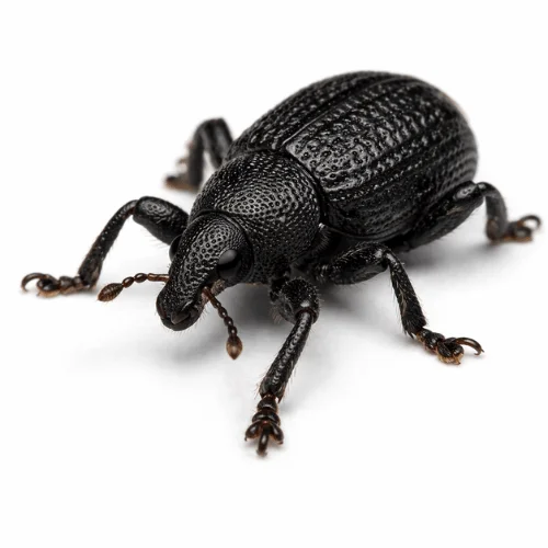 Black short-nosed weevil pest found in Queensland gardens
