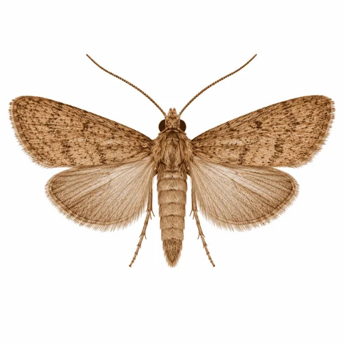 Brown House Moth on white background facing left showing identifying characteristics.