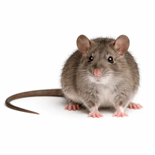 Bush rat found in Queensland bushland and outdoor areas