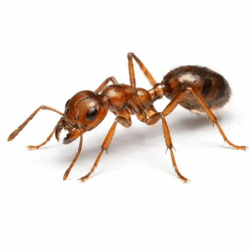 Coastal brown ant pest commonly found in Queensland homes