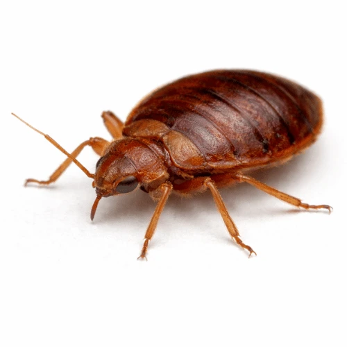 Common bed bug pest found in Queensland homes and bedrooms