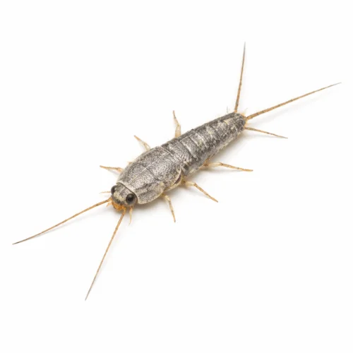 Common silverfish pest found in Queensland homes and bathrooms