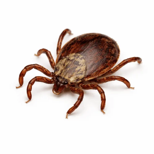 Tick pest commonly found in Queensland properties and pets