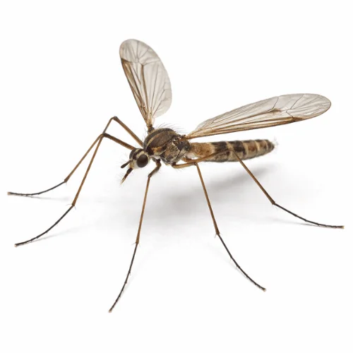 Crane fly commonly found in Queensland gardens and lawns