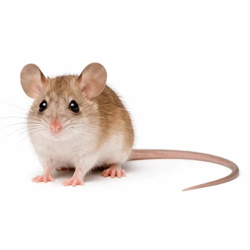 Delicate mouse found in Queensland grassland areas