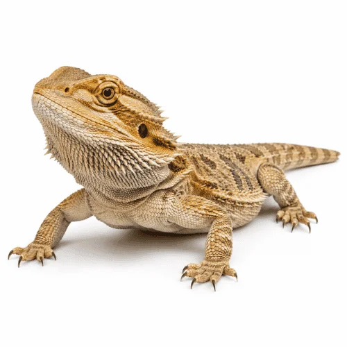 Eastern Water Dragon on white background facing left showing identifying features.