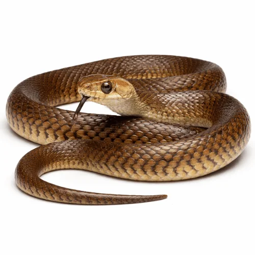 Eastern brown snake found in Queensland posing serious danger