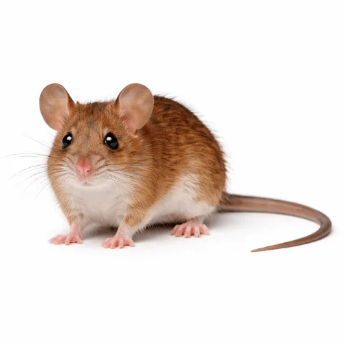 Eastern chestnut mouse found in Queensland natural habitats