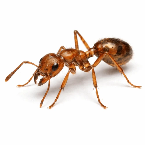 Electric ant pest found in Queensland residential areas