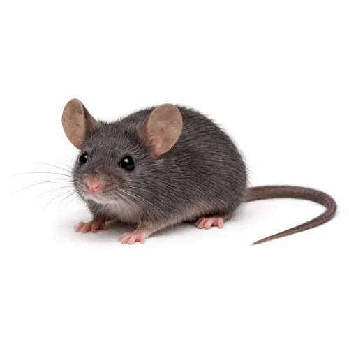 Forrest’s brown mouse found in Queensland outdoor environments