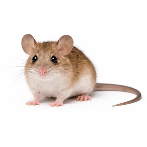 Forrest’s mouse found in Queensland natural habitats