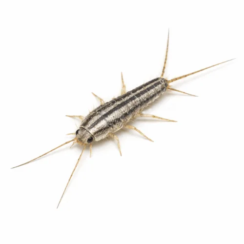Four-lined silverfish pest found in Queensland indoor environments