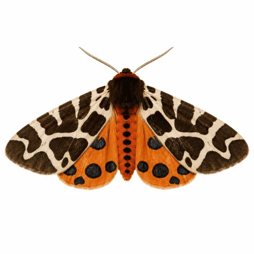 Garden Tiger Moth on white background displaying bold wing patterns and identification features.