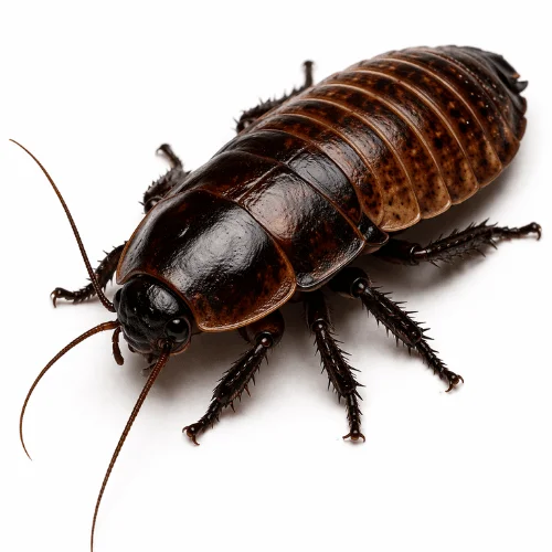 Giant burrowing cockroach found in Queensland soil and outdoor environments