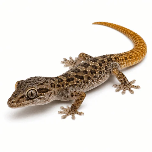Golden-Tailed Gecko on white background facing left displaying key characteristics.