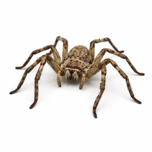 Huntsman spider commonly found in Queensland homes and buildings