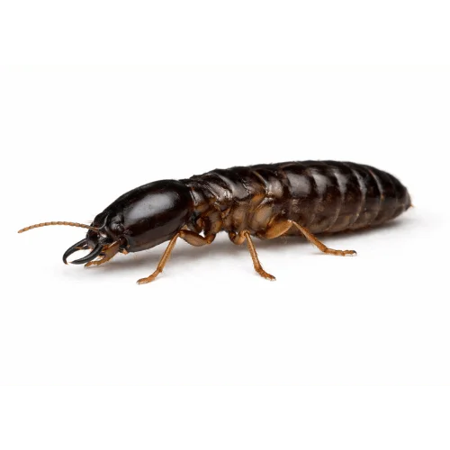 King termite found in Queensland termite colonies