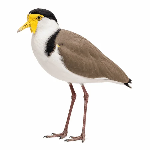 Masked Lapwing on white background facing left displaying yellow facial wattles.