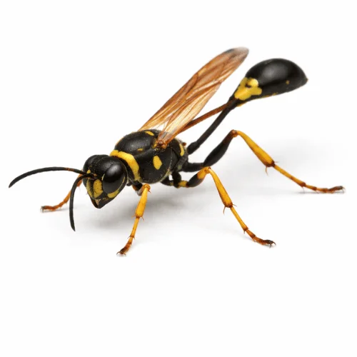 Mud dauber wasp found in Queensland buildings and outdoor areas