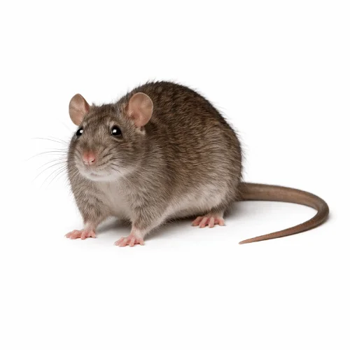 Norway rat pest found in Queensland urban and drainage areas