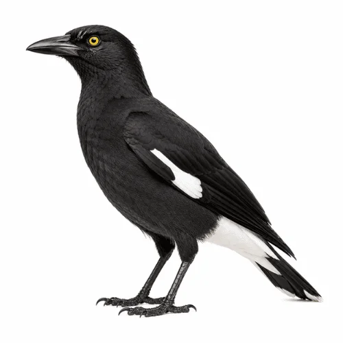 Pied Currawong on white background facing left showing black plumage and yellow eyes.