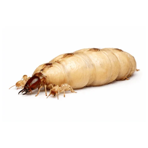 Queen termite found in Queensland termite nests