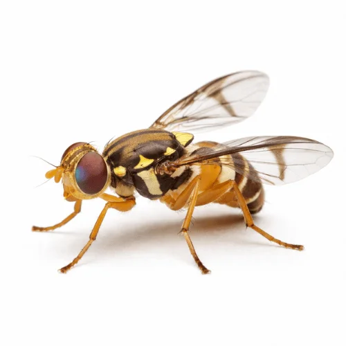 Queensland fruit fly pest affecting fruit and crops in Queensland