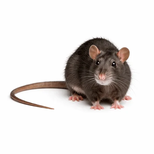 Roof rat pest found in Queensland roof spaces and buildings