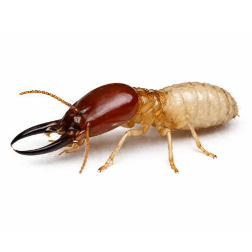 Soldier termite found in Queensland termite infestations