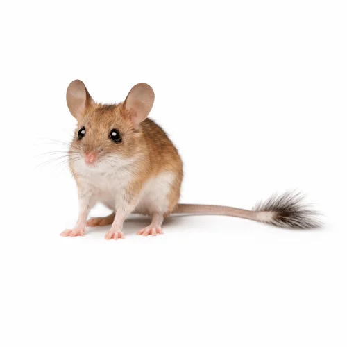 Spinifex hopping mouse found in Queensland dry regions