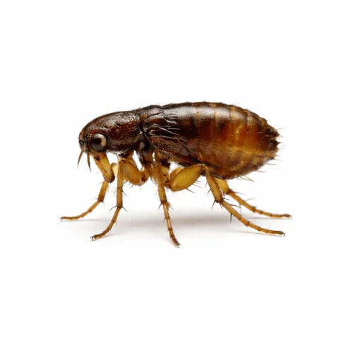 Stickfast flea pest affecting animals in Queensland environments