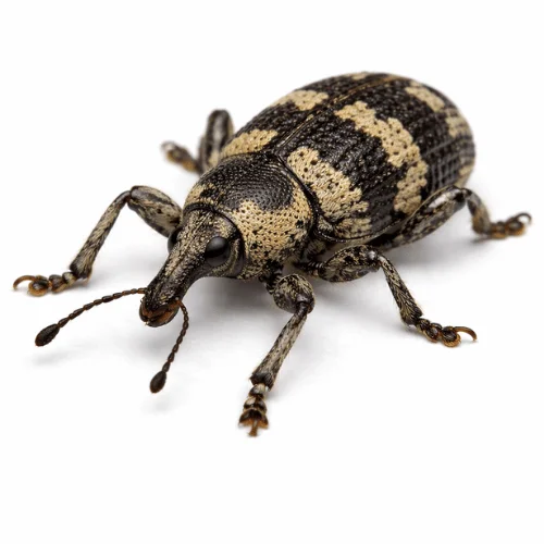Swamp banksia weevil found in Queensland native vegetation