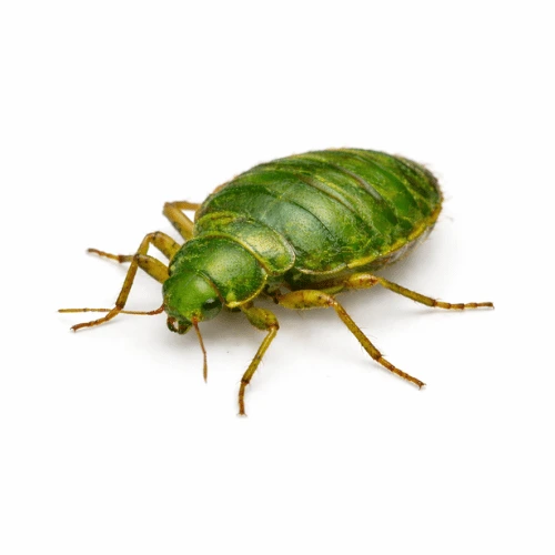 Tropical bed bug pest common in Queensland homes