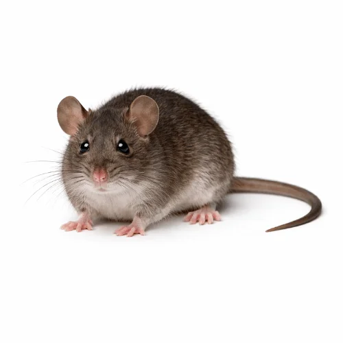 Water mouse found in Queensland coastal wetland areas