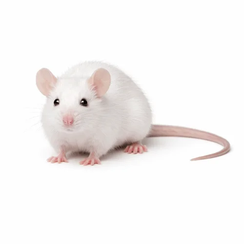 White mouse found in Queensland indoor environments