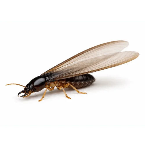 Winged reproductive termite swarm seen in Queensland homes