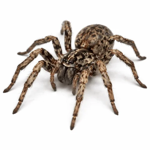 Wolf spider commonly found in Queensland homes and outdoor areas